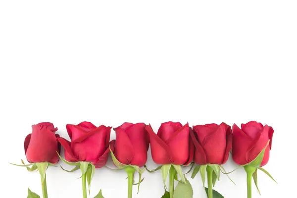 Κόκκινα Τριαντάφυλλα Πράσινο Κλαδί Λευκό Φόντο Αντίγραφο Χώρου — Φωτογραφία Αρχείου
