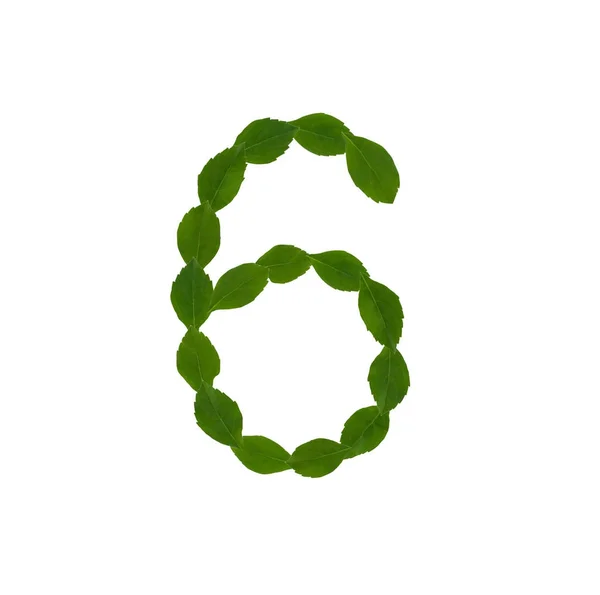 Numer Zielonych Liści Białym Tle — Zdjęcie stockowe