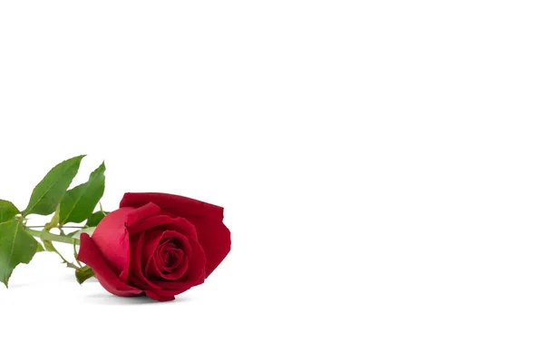 Κόκκινο Τριαντάφυλλο Επιλεκτική Εστίαση Που Απομονώνονται Λευκό Φόντο Αντίγραφο Χώρου — Φωτογραφία Αρχείου