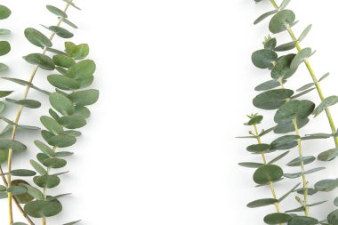 Kopya alanı ile beyaz arka plan üzerinde bebek okaliptüs yaprakları