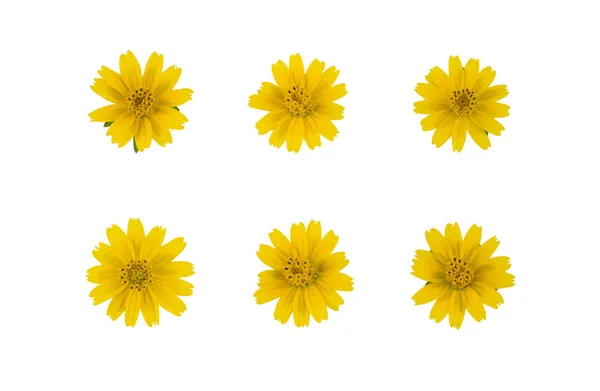 Zestaw Wedelia Żółte Kwiaty Białym Tle — Zdjęcie stockowe