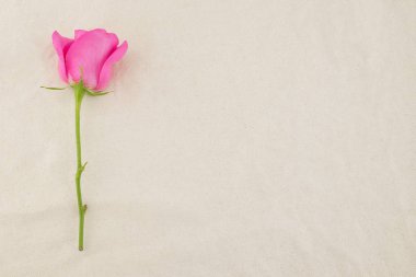 Kopya alanı ile beyaz muslin kumaş üzerine pembe Gül