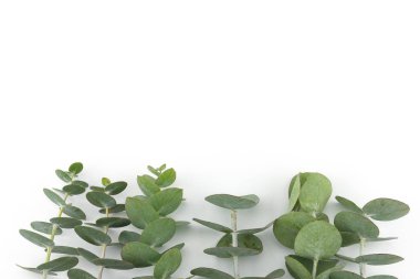 Kopya alanı ile beyaz arka plan üzerinde bebek okaliptüs yaprakları