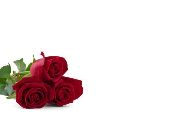 Kırmızı gül, seçici odak kopya alanı ile beyaz arka plan üzerinde izole 