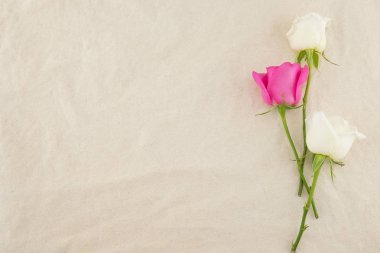 Beyaz muslin kumaş kopya alanı ile üzerine beyaz ve pembe güller