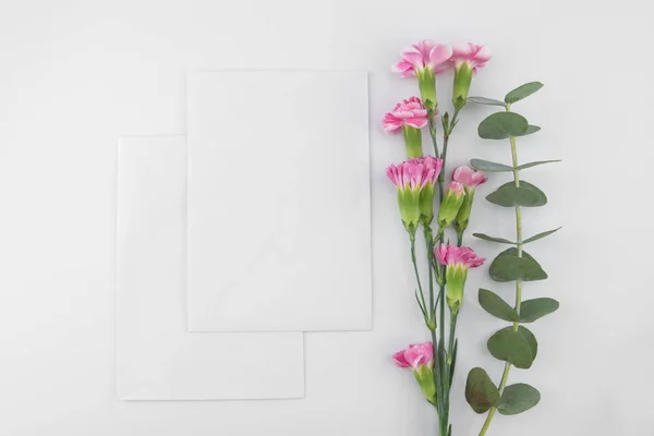 Zwei Leere Weiße Karten Mit Baby Eukalyptusblättern Und Rosa Nelkenblüten — Stockfoto