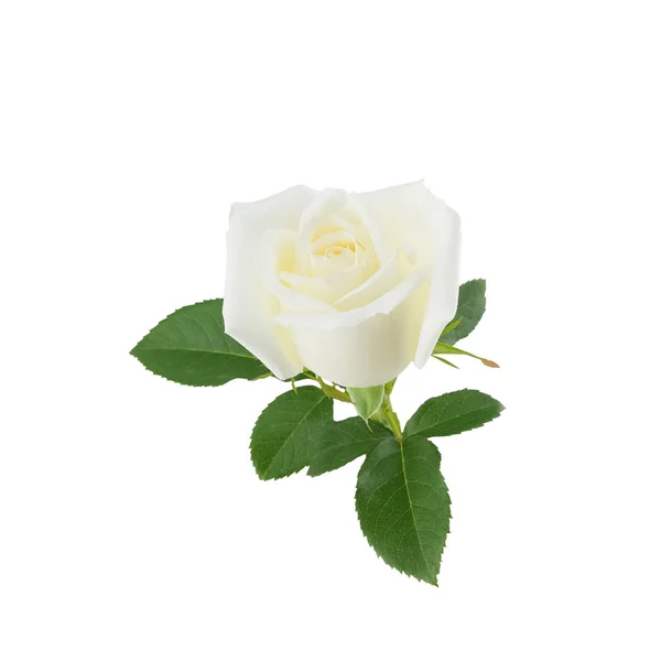 Rosa Blanca Con Hojas Verdes Aisladas Sobre Fondo Blanco Enfoque — Foto de Stock