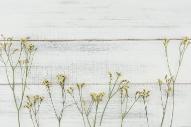 Sarı limonium caspia çiçekleri beyaz tahta arka plan ile kopya alanı