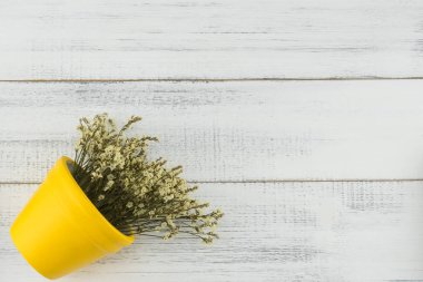 Sarı limonium caspia çiçek kopya alanı Beyaz ahşap zemin üzerine sarı tencerede