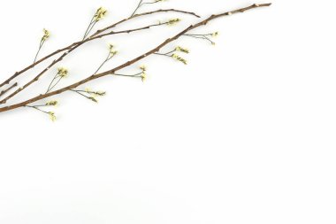 Sarı limonium caspia çiçeklerle kopya alanı ile beyaz arka plan üzerinde kahverengi şube