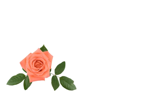 Oranje Roos Met Groene Bladeren Geïsoleerd Een Witte Achtergrond Met — Stockfoto