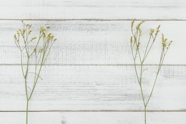 Sarı limonium caspia çiçekleri beyaz tahta arka plan ile kopya alanı