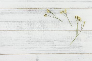 Sarı limonium caspia çiçekleri beyaz tahta arka plan ile kopya alanı