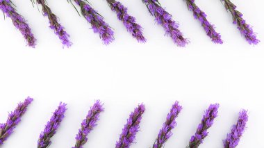 Menekşe liatris çiçek kopya alanı beyaz zemin üzerine