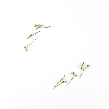 Sarı limonium caspia çiçek çelenk kopya alanı beyaz zemin üzerine