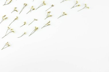 Sarı limonium caspia çiçek deseni kopya alanı beyaz zemin üzerine