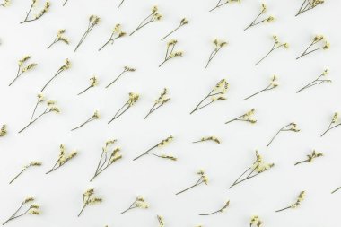 Sarı limonium caspia çiçek desen beyaz arka plan üzerinde