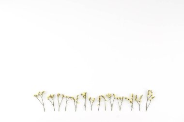 Kopya alanı beyaz zemin üzerine sarı limonium caspia çiçekler