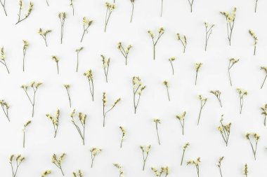 Sarı limonium caspia çiçek desen beyaz arka plan üzerinde
