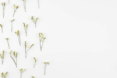 Sarı limonium caspia çiçek deseni kopya alanı beyaz zemin üzerine