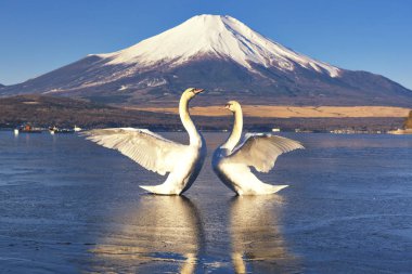 İki kuğu ve Fuji Dağı'nda Yamanakako Gölü