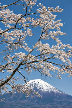 Fuji Mountain and Sakura Branches at Tanuki Lake, Japan clipart