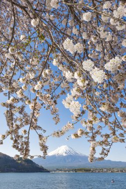 Fuji Dağı ve Gölü Kawaguchiko, Japonya şubelerinde Sakura