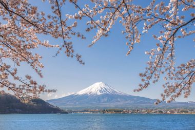 Fuji Dağı ve Gölü Kawaguchiko, Japonya şubelerinde Sakura