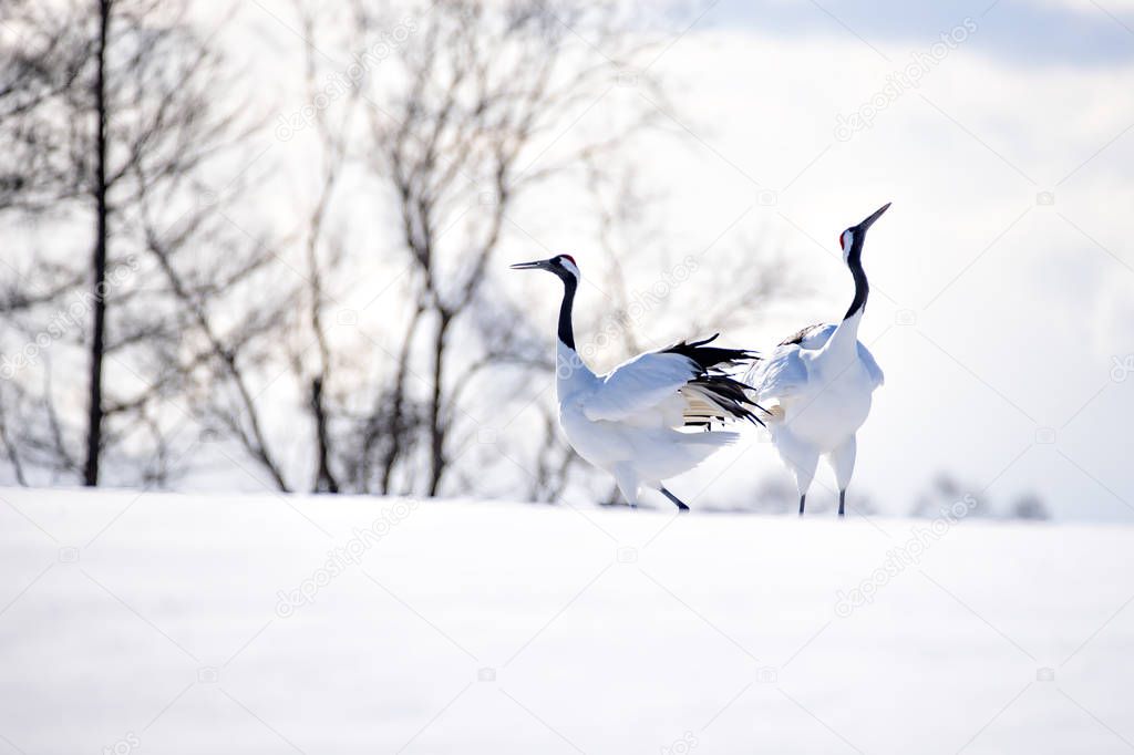 Japanese Red Crowned Crane on Snow Hill in Winter, Kushiro, Hokk