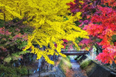 Momiji K 'deki sarı Gingko Ağaçları ve Kırmızı Akçaağaç ağaçlarıyla dolu