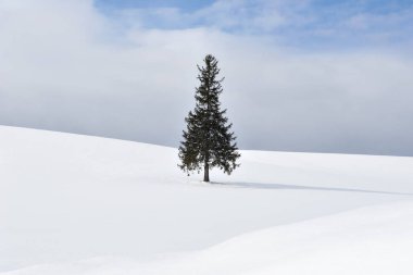 Tek başına Kar Tepesi 'ndeki ünlü Noel Ağacı Açık Gökyüzü Günü, Biei Patchwork Yolu, Biei, Hokkaido, Japonya