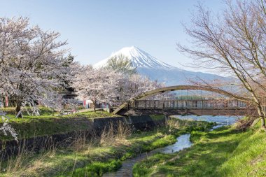 Kawaguchiko Gölü, Japonya 'daki Fuji Dağı ve Pembe Sakura Ağaçları