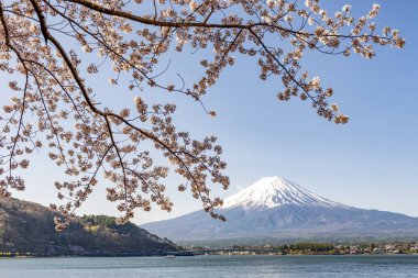 Japonya 'daki Kawaguchiko Gölü' nde Fuji Dağı ve Pembe Sakura Ağacı