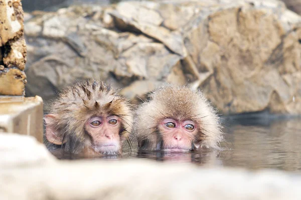 Dois Macacos Neve Bebê Tomando Banho Onsen Parque Macacos Jigokudani — Fotografia de Stock