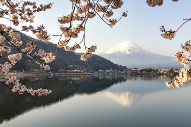 Fuji Dağı yansıması ve Japonya 'nın Kawaguchiko Gölü' nde Sakura Dalları