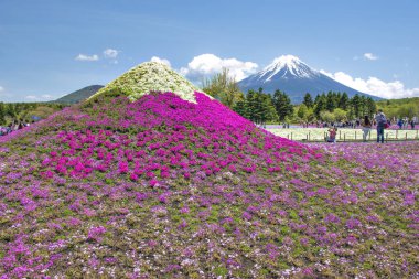 Japonya - 9 Mayıs 2019: Turistler, Fuji Dağı Arkaplanı, Motosu Gölü ve İlkbaharda Shibazakura Pembe Yosun 'u gezmenin keyfini çıkarıyorlar.