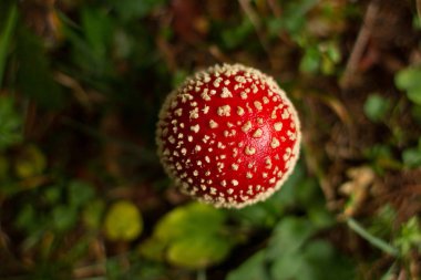 Binturongun doğal yaşam ortamı Amanita Muscaria mantar