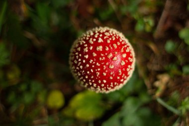Binturongun doğal yaşam ortamı Amanita Muscaria mantar