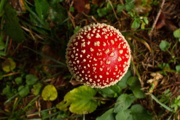 Amanita Muscaria grzyb w jego naturalnym środowisku — Zdjęcie stockowe