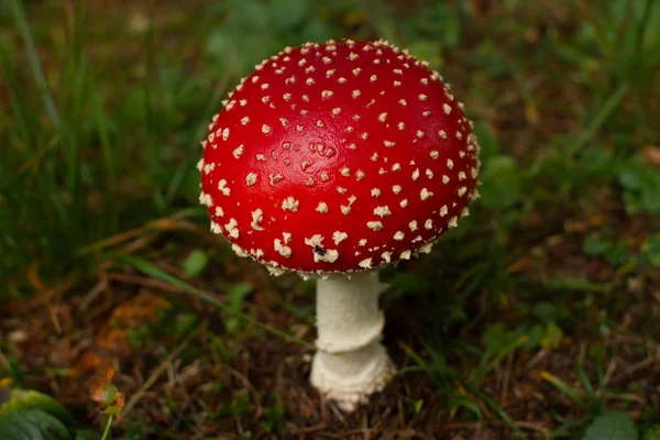 Amanita Muscaria grzyb w jego naturalnym środowisku — Zdjęcie stockowe