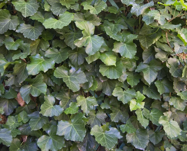 Folhas de hera verde em uma parede usada como textura de fundo — Fotografia de Stock
