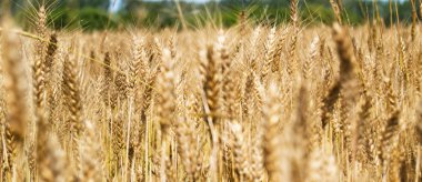 bulanık görüntü alanının sarı buğday - Triticum, Triticeae, buğdaygiller, kapalı tohumlular