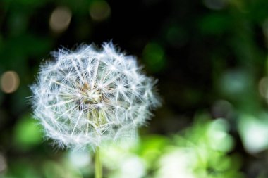 Görüntü arka plan üzerinde ortak Karahindiba çiçeği yumuşak odak