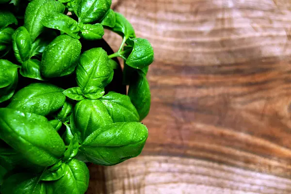 Green Leafs Genovese Basil Ocimum Basilicum Culinary Herb Used Genoese — Stock Photo, Image