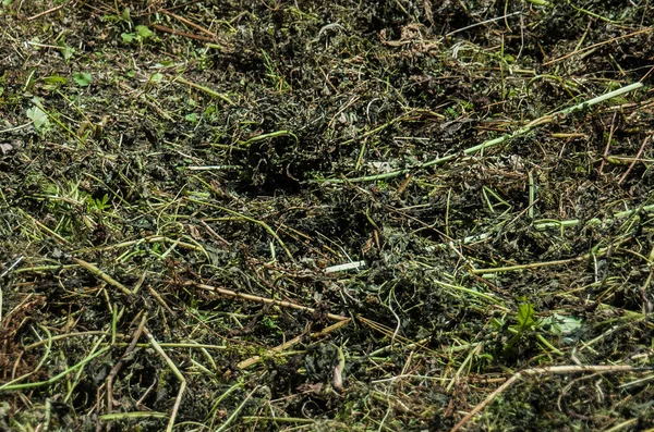 Textura de feno — Fotografia de Stock