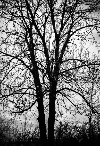 Ένα δέντρο χωρίς φύλλα σε ένα αγέλαστος γοτθικό — Φωτογραφία Αρχείου
