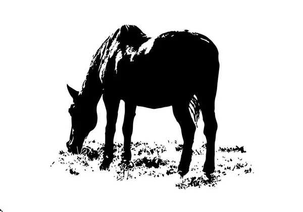 白色背景下马的黑白图片 — 图库照片
