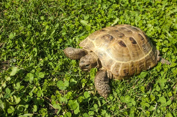 Kara kaplumbağası güneşli bir güne göre yeşil çimenlerin üzerinde