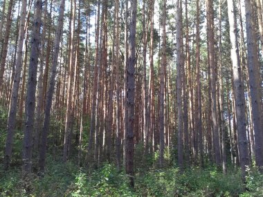 Tver, Rusya, 25 Ağustos, 2014 - sanatoryum, Rusya, Tver bölgesinde, Volga Nehri, Karacharovo yaz içinde kalan insanlar