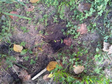 Yaz ve sonbahar aktif nehir doğa seyahati